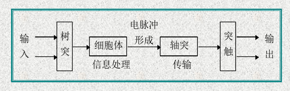 人工神经网络